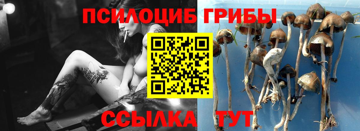 даркнет сайт  Вход с VPN  Кинель  Псилоцибиновые грибы ЛСД  Псилоцибиновые грибы Psilocybe 